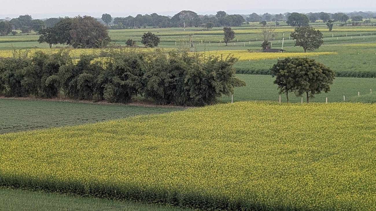 Mustard fields nearby